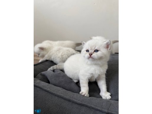 BRİTİSH SHORTHAİR KARTOPU YAVRULARIMIZ