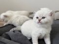 BRİTİSH SHORTHAİR KARTOPU YAVRULARIMIZ