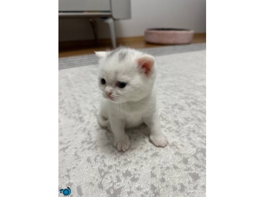 Orijinal beyaz mavi gözlü British Shorthair 