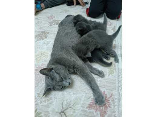3 adet british shorthair 1 adet russian blue