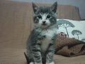 Sokakta Bulunup Tedavileri Yapıldı