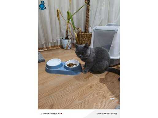 CANA YAKİN DOST CANLISI Bristish Shorthair 