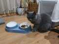 CANA YAKİN DOST CANLISI  Bristish Shorthair 