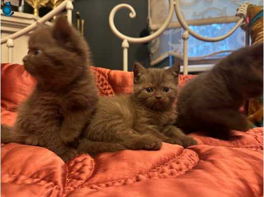British Shorthair Cinnamon Yavrularımız