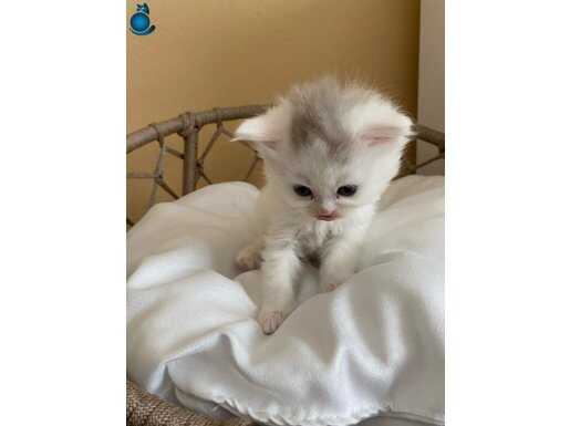 1.5 aylık anne baba cipli kimlikli