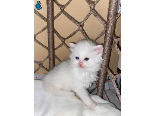 1.5 aylık anne baba cipli kimlikli