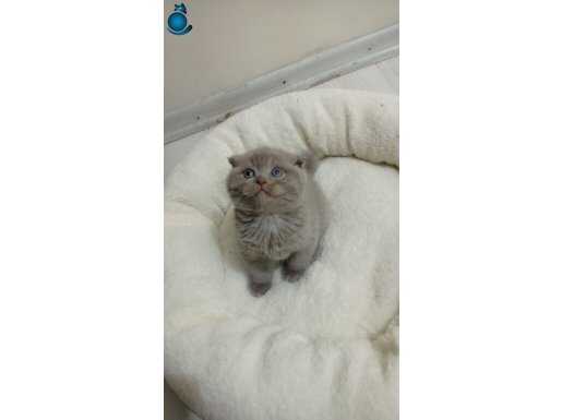 Lilac erkek yavru anne britisch baba shotich 