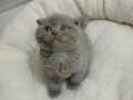 Lilac erkek yavru anne britisch baba shotich 