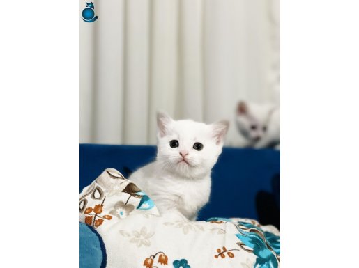 Minik patilere sıcak bir yuva arıyoruz