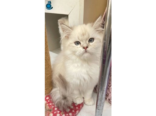 Saf ırk muhteşem bebekler