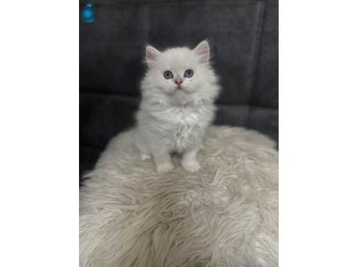 Muhteşem kalitede british longhair bebek