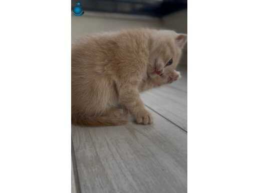 Yavru scottish fold dişi