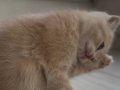 Yavru scottish fold dişi