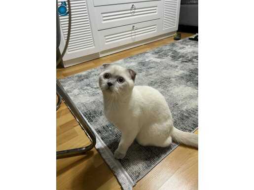 8 aylık Scottish kedi