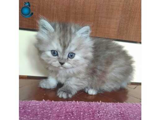 BONCUK İLANDA