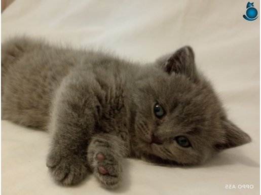 SAFKAN BRITISH SHORTHAIR