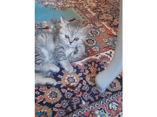 1 disi 2 erkek british anne fold silver baba 