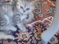 1 disi 2 erkek british anne fold silver baba 