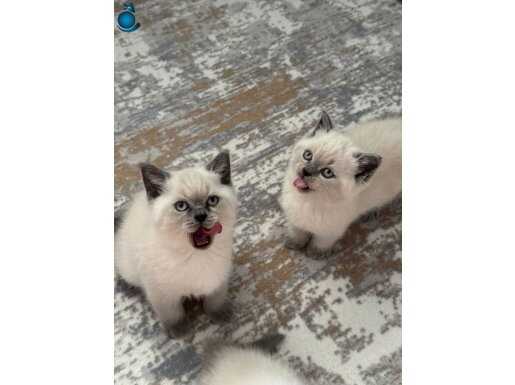 BRİTİSH BLUEPOİNT SHORTHAİR YAVRULAR 