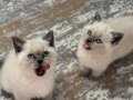 BRİTİSH BLUEPOİNT SHORTHAİR YAVRULAR 