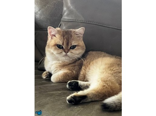 Safkan Kızımızı Sahiplendireceğiz