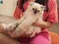BLUE POİNT BRİTİSH LONGHAİR VE SIYAH SHORTHAİR KEDIME YUVA