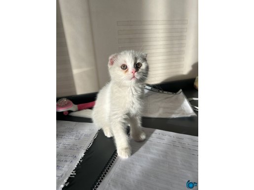 2 Aylık Safkan Beyaz Scottish Fold
