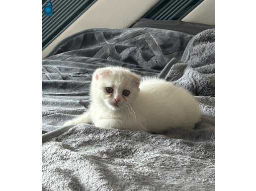 Yavru Safkan Beyaz Scottish Fold