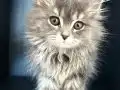 Gümüş Dokulu Safkan Secereli Yavru British Longhair