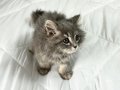 Uyguna Koyu Silver Safkan Yavru British Longhair
