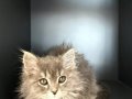 Uyguna Koyu Silver Safkan Yavru British Longhair