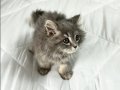 Aşılı Orijinal Renk Longhair Yavrumuz