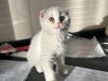 2 Aylık Safkan Beyaz Scottish Fold