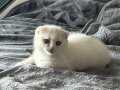 Yavru Safkan Beyaz Scottish Fold