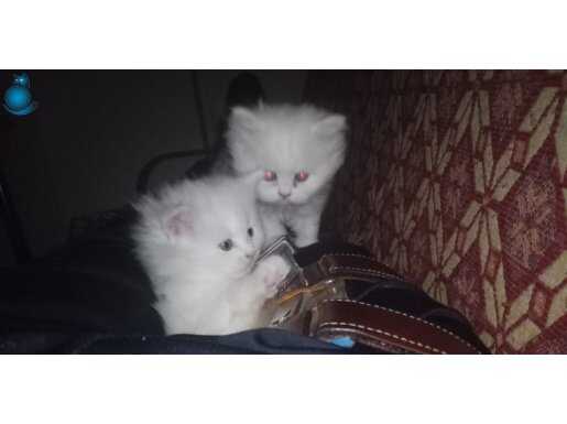 British longhair ve shorthair yavrular