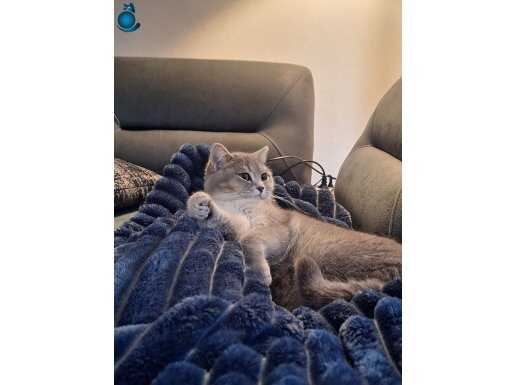 British Shorthair Ücretsiz Sahiplendirme