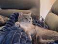British Shorthair Ücretsiz Sahiplendirme