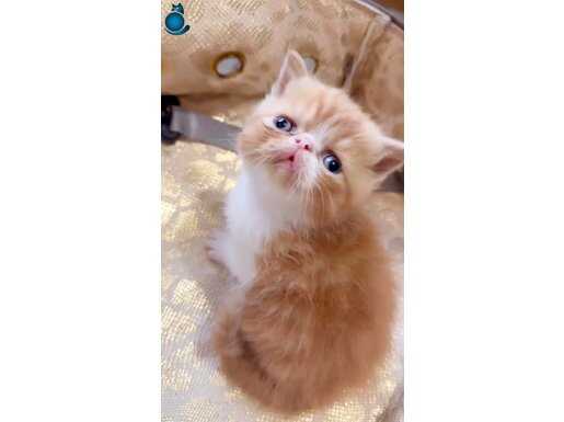 Safkan Şecereli Exotic Shorthair Garfıeld yavrum