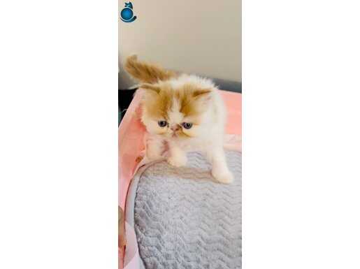 Exotic Longhair Snoopy erkek yavrum