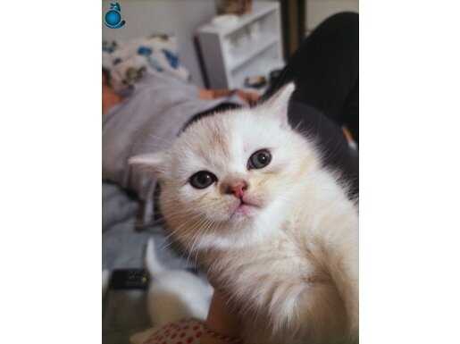 British kedi 2 aylik 