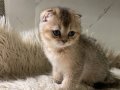 2AYLIK GOLDEN YAVRU KEDİ. (Golden bu fiyata bulamazsınız)
