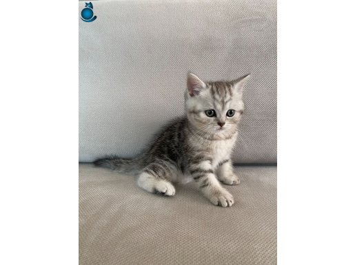 2 AYLIK SEVİMLİ BRITISH SHORTHAIR