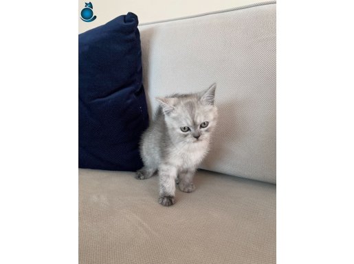 2 AYLIK DİŞİ BRITISH SHORTHAIR