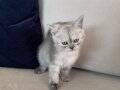 2 AYLIK DİŞİ BRITISH SHORTHAIR