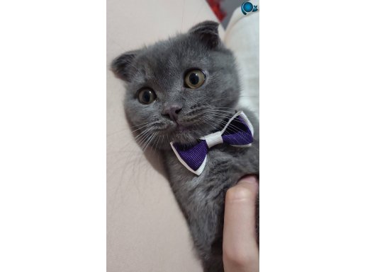 Ev ortamında doğmuş Scottish Fold sahiplendirme