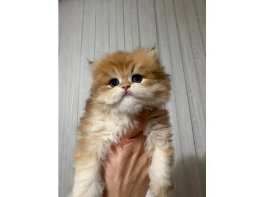 GOLDEN SAFKAN BRİTİSH SHORTHAİR YAVRULAR