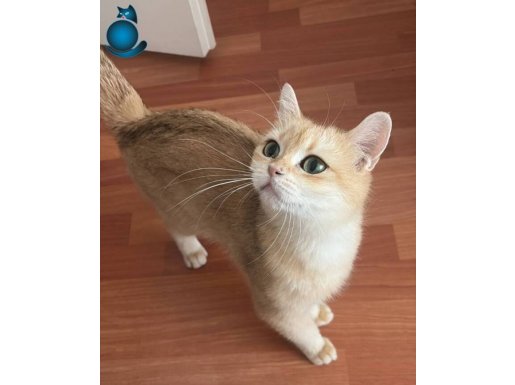 british shorthair ny12 harika güzellikte kızım 