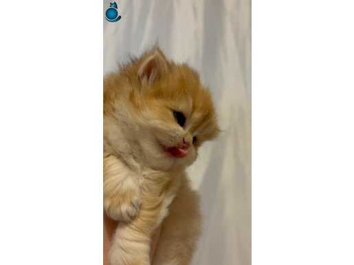 SAFKAN BRİTİSH GOLDEN LONGHAİR SHORTHAİR NY12 YAVRULAR