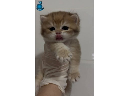 British Shorthair Ny12 bebiş