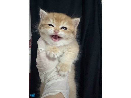 muhteşem bebeğim ny12 erkek